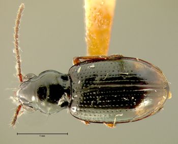 Media type: image;   Entomology 23861 Aspect: habitus dorsal view